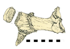 horn