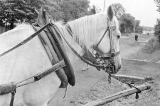 Horse harnessed with a collar