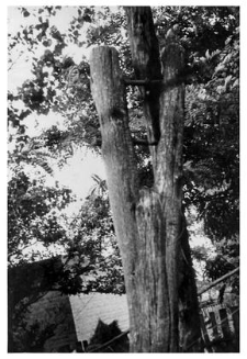 A fragment of a well with a shadoof