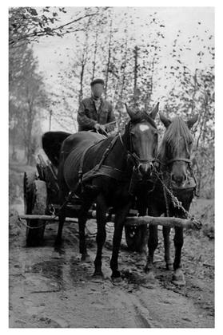 A two horse team