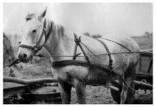 A one horse team