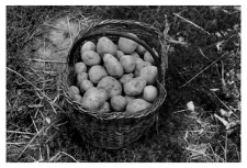 A basket