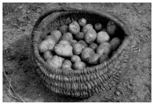 A basket