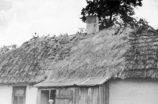 A cottage roof
