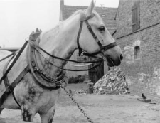 Harness