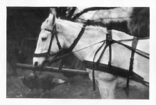 One-horse harnessed
