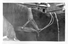Horse harnessed with a breast collar