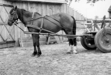 One-horse harnessed