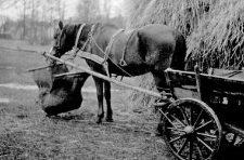Feedbag for a horse