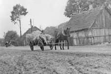 One horse harnessed