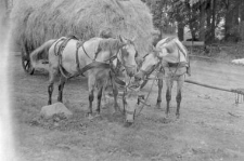 Three horses in a harness