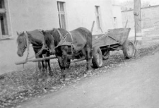 Two-horse team