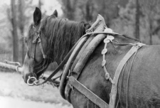 Horse in a harness