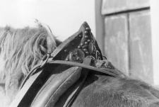 Decorative horse collar