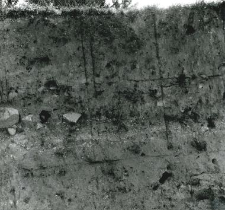 Fragment of the trench profile inside the collegiate church