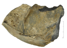 Cretaceous flint from Rijckholt-St.Geertruid mine : 2D documentation