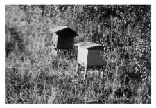 A wooden beehive