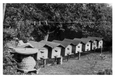 Wooden beehives and a bee skep