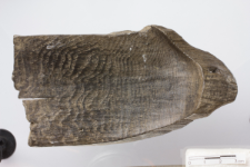 Talerz drewniany - fragment [2D]