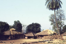 Warli