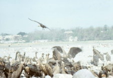 Disposing of the body of dead animals (Iconographic document)