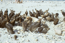 Disposing of the body of dead animals (Iconographic document)