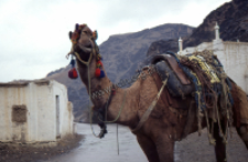 Uprząż wielbłądzia, Przełęcz Chajberska (Dokument ikonograficzny)