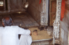 Świątynia Karneji mata, Deshnok, Radżastan (Dokument ikonograficzny)