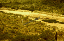 Rabari shepherds herd of goats in the dried up river (Iconographic document)