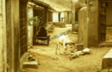 Country lane (vad, phaliya), dheberiya rabari (Iconographic document)