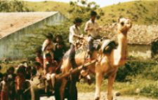 Wóz zaprzężony w wielbłąda (Dokument ikonograficzny)