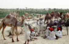 Animals market in Tilwara, Rajasthan (Iconographic document)