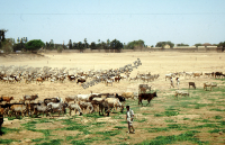 Feeding cows during the drought, Bhuj (Iconographic document)