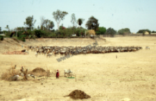 Feeding cows during the drought, Bhuj (Iconographic document)