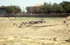 Feeding cows during the drought, Bhuj (Iconographic document)