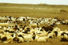 A herd of sheep, dheberiya rabari (Iconographic document)