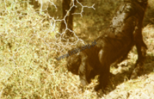 Goat (Iconographic document)