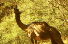Dromedary camel (Iconographic document)