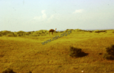 Dromedary camel (Iconographic document)