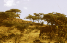 Dromedary camel (Iconographic document)