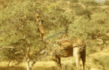 Dromedary camel (Iconographic document)