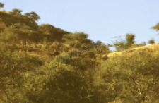 Wielbłąd dromader (Dokument ikonograficzny)