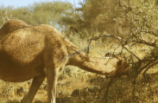 Dromedary camel (Iconographic document)