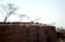 Muslim cemetery in Rajasthan (Iconographic document)