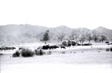 Karawana zmieniająca koczowisko