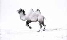 Wypas wielbłądów zimą
