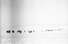 Wypas wielbłądów zimą