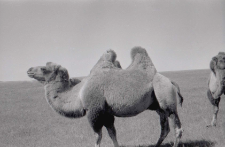 Wypas wielbłądów
