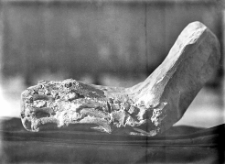 Stanowisko Horodok II : szczątki drapieżnika opisane w publikacji "Szczątki człowieka paleolitycznego". W: Ziemia ; 12 (1927) 4 s. 59-60.