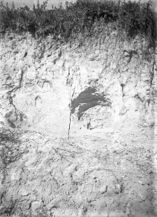 Żyć Samborzecka, powiat Sandomierz : widok na odsłonięcie lessu